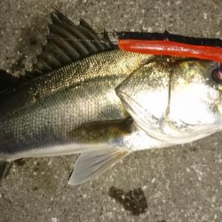 激アツ!大潮バチ抜け