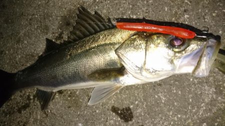 激アツ！大潮バチ抜け