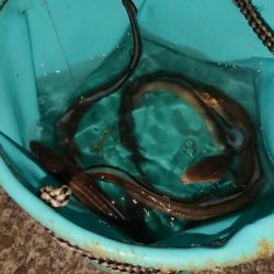 穴子の天ぷらが食べたくて