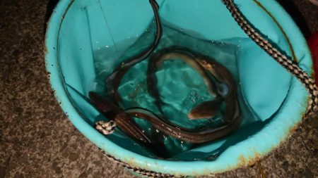 穴子の天ぷらが食べたくて