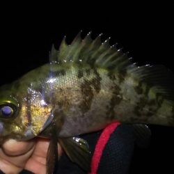 少数メバリング