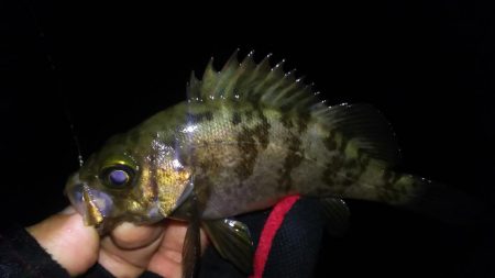 少数メバリング