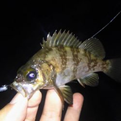 ばらっシング！