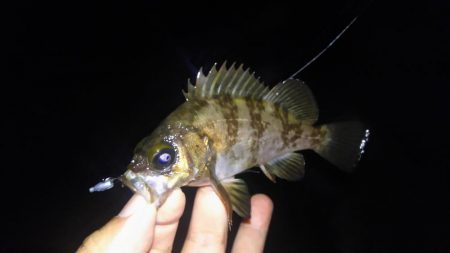 ばらっシング！