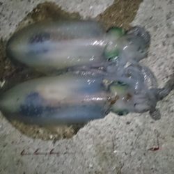 久しぶりに釣れた➰