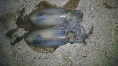 久しぶりに釣れた➰