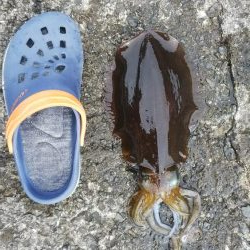 teamゲッソー調査隊