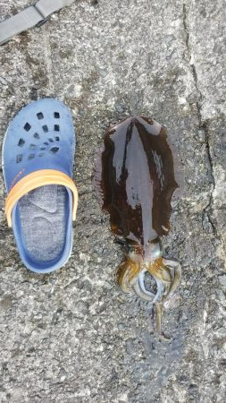 teamゲッソー調査隊