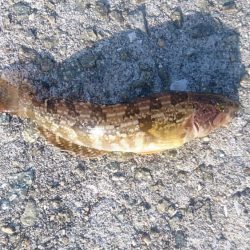 エギングタックルでキス釣り