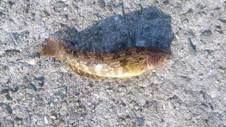 エギングタックルでキス釣り