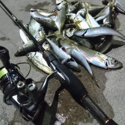 アオリは、まだいませんでした。