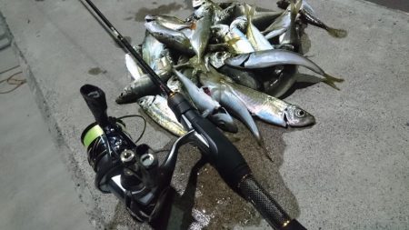 アオリは、まだいませんでした。