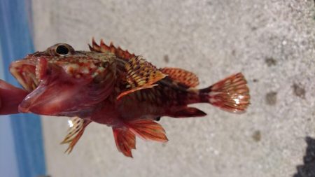 青物＆タチウオ・・・どこ？