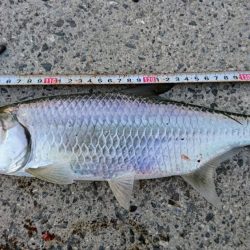 マイポでターポン