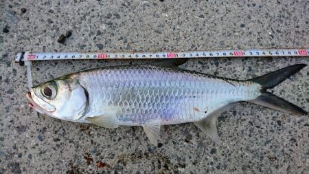 マイポでターポン