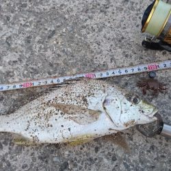 オキナワキチヌだと思います。