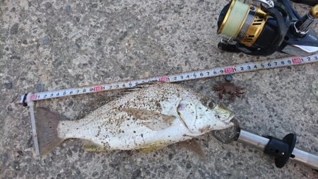 オキナワキチヌだと思います。