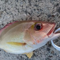 激シブです。オキフエダイ