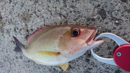 激シブです。オキフエダイ