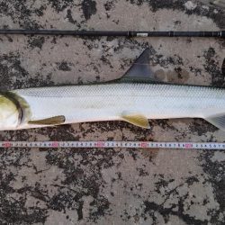 カライワシです。