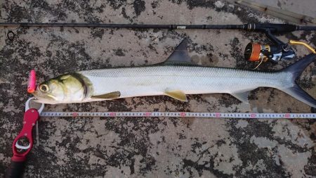 カライワシです。