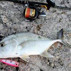 ロウニンアジはピンクカラーがお好き