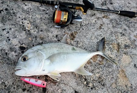ロウニンアジはピンクカラーがお好き