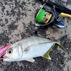 ５日ぶりに釣れました。オニヒラアジ