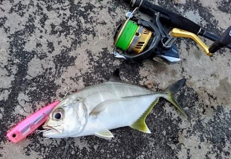 ５日ぶりに釣れました。オニヒラアジ