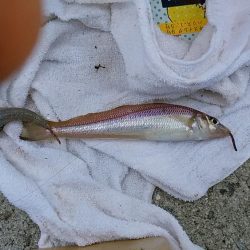 津名バスターミナル波止でキス狙い