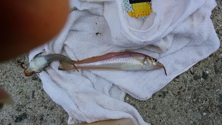 津名バスターミナル波止でキス狙い