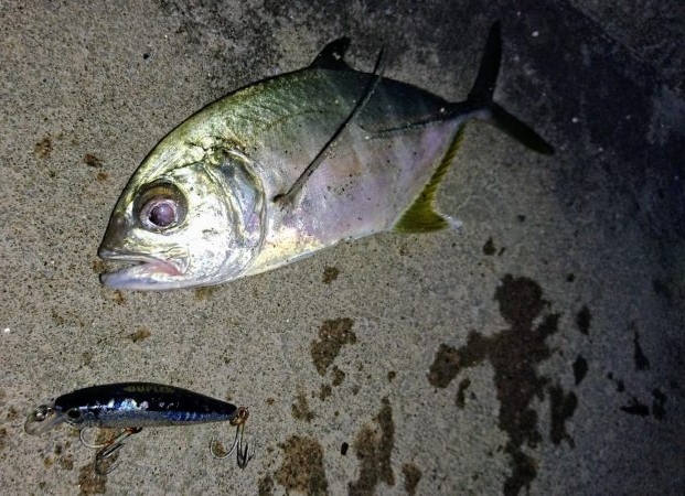 夕マズメ オニヒラアジ