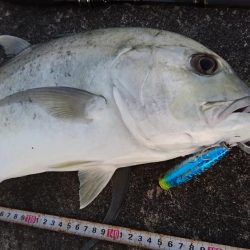 ロウニンアジ久しぶりにデカいです。