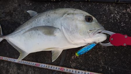 ロウニンアジ久しぶりにデカいです。