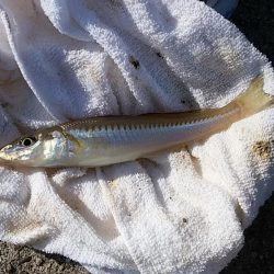 志筑周辺のキス釣り