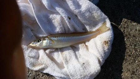 志筑周辺のキス釣り