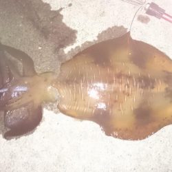 朝まずめ狙いで行って来ました。