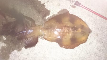 朝まずめ狙いで行って来ました。