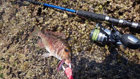 リーフエンドでルアーフィッシング