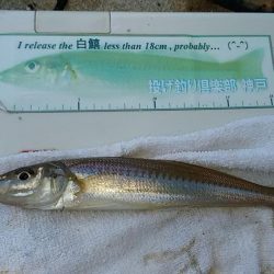 雨の東二見でキス狙い