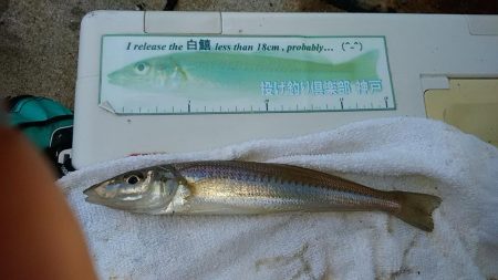 雨の東二見でキス狙い