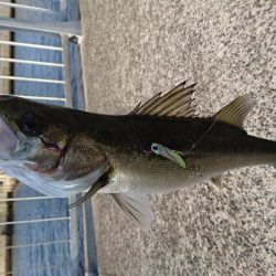 シーバス　スレ掛り