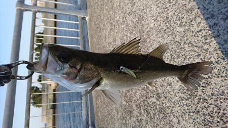 シーバス　スレ掛り