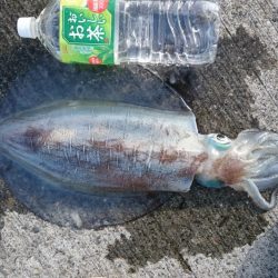 朝まずめの１投目で乗ってきた！