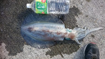 朝まずめの１投目で乗ってきた！