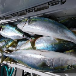 5/19 落とし込み調査