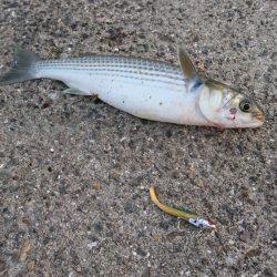 ボラボラボラボラボラー