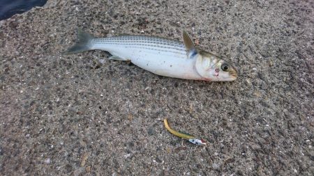 ボラボラボラボラボラー