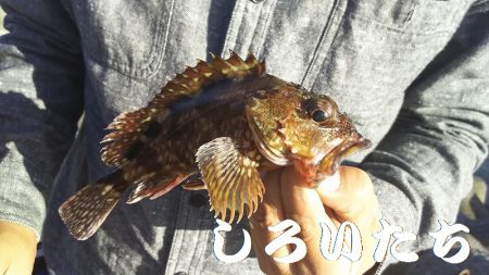 病み上がり、リハビリの釣り。