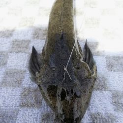 ２日目！キスとアジ。